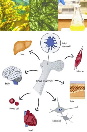 stem cell nutrition